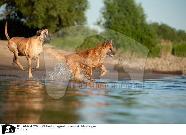 2 dogs / AM-04726