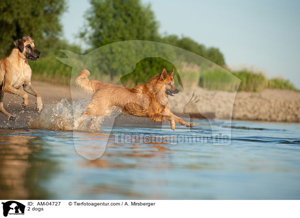 2 dogs / AM-04727