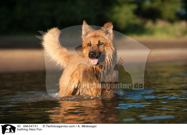 bathing Harz Fox / AM-04731