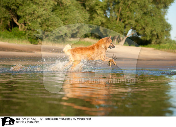 running Harz Fox / AM-04733