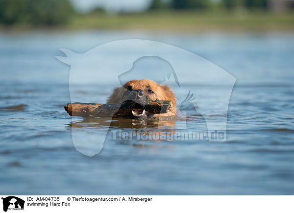 swimming Harz Fox / AM-04735