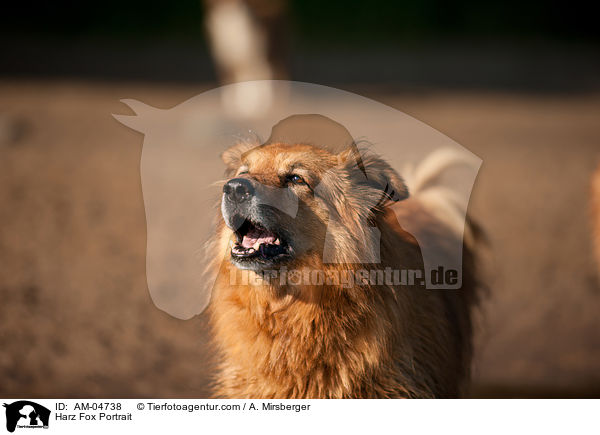 Harz Fox Portrait / AM-04738