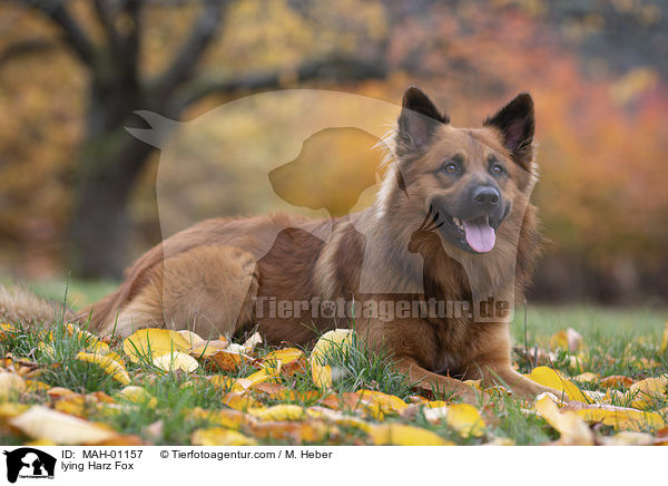 lying Harz Fox / MAH-01157