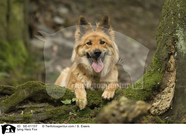 lying Harz Fox / SE-01107