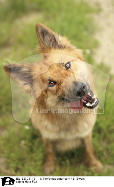 sitting Harz Fox / SE-01116