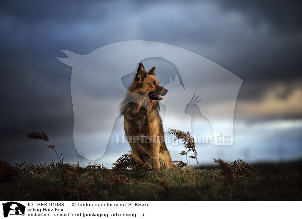 sitting Harz Fox / SEK-01088