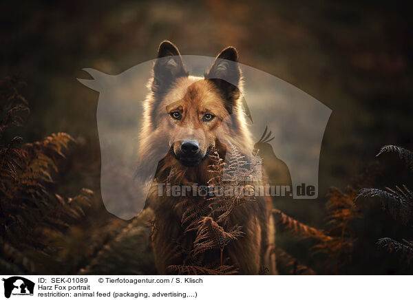Harz Fox portrait / SEK-01089