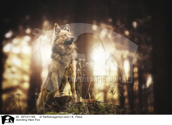 standing Harz Fox / KFI-01198