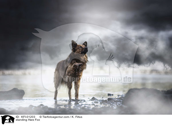 standing Harz Fox / KFI-01203