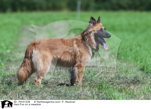 Harz Fox on a meadow / FH-01238