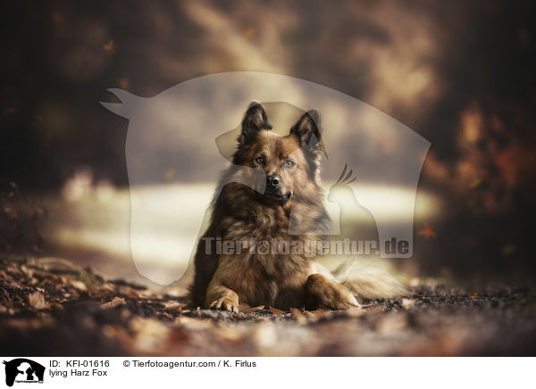 liegender Harzer Fuchs / lying Harz Fox / KFI-01616