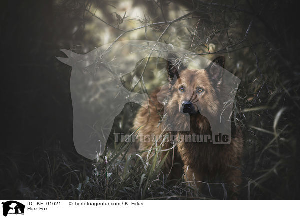 Harzer Fuchs / Harz Fox / KFI-01621