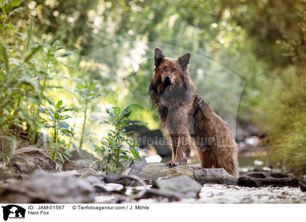 Harz Fox / JAM-01567