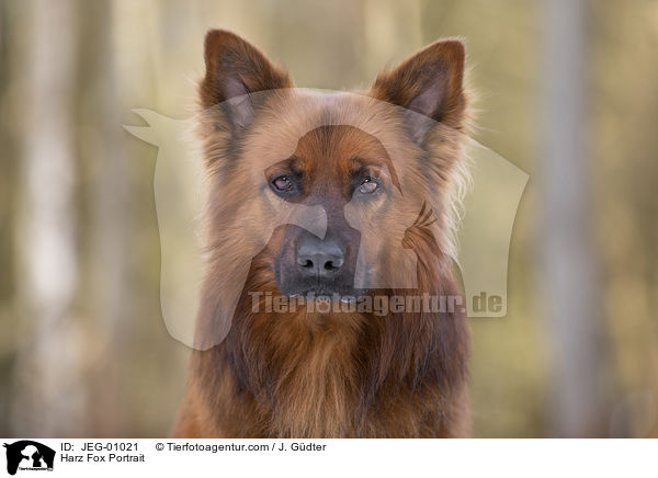 Harz Fox Portrait / JEG-01021