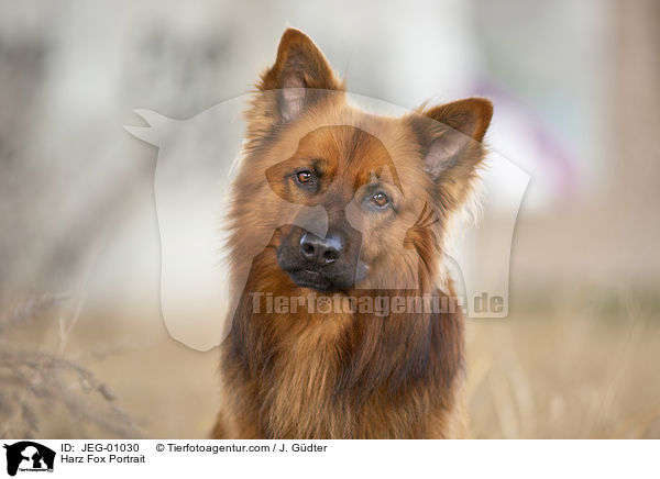 Harz Fox Portrait / JEG-01030