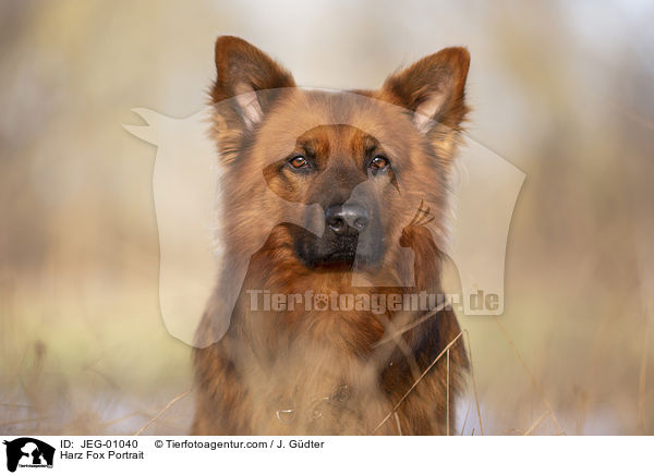 Harz Fox Portrait / JEG-01040