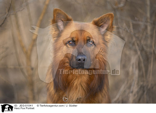 Harz Fox Portrait / JEG-01041