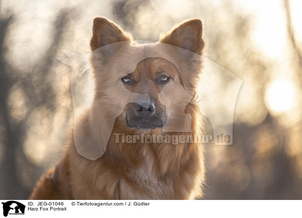 Harz Fox Portrait / JEG-01046