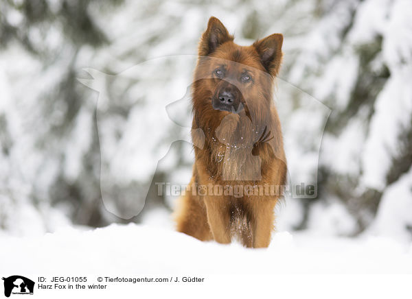 Harz Fox in the winter / JEG-01055