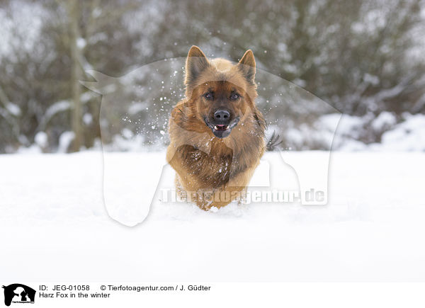 Harz Fox in the winter / JEG-01058