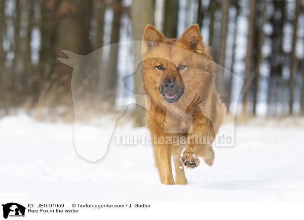 Harz Fox in the winter / JEG-01059