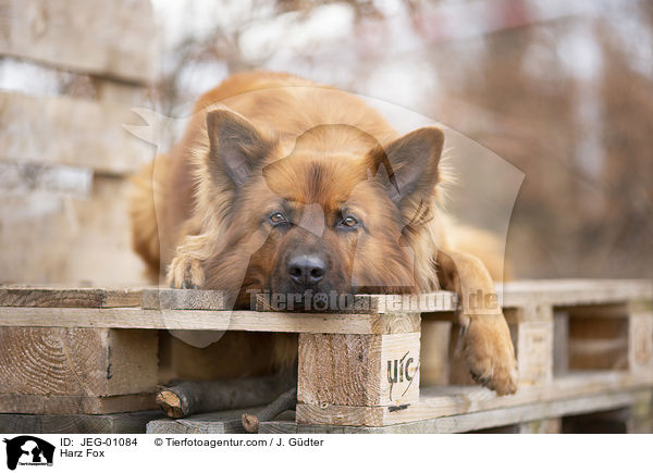 Harz Fox / JEG-01084