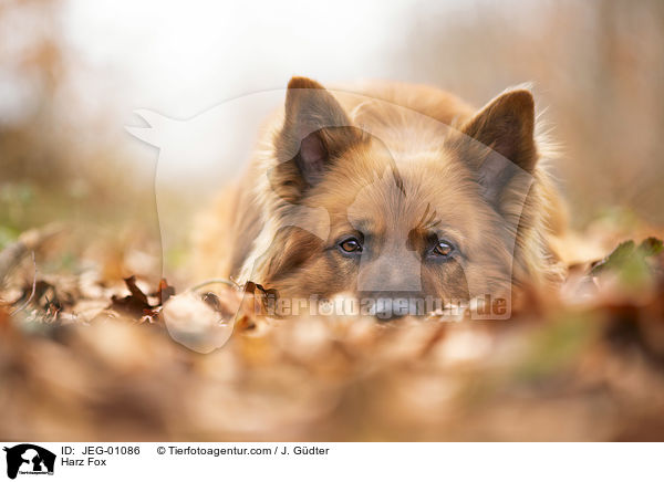 Harzer Fuchs / Harz Fox / JEG-01086