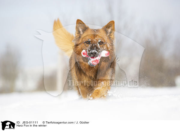 Harz Fox in the winter / JEG-01111