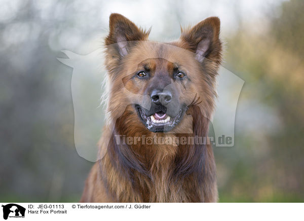Harz Fox Portrait / JEG-01113