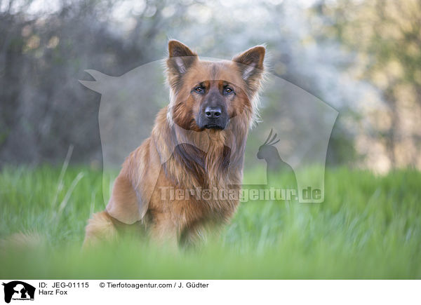 Harz Fox / JEG-01115