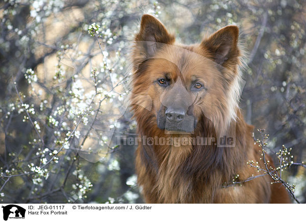 Harz Fox Portrait / JEG-01117