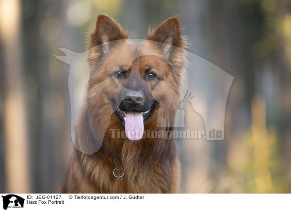 Harz Fox Portrait / JEG-01127