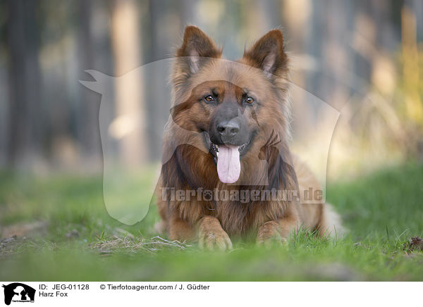 Harz Fox / JEG-01128
