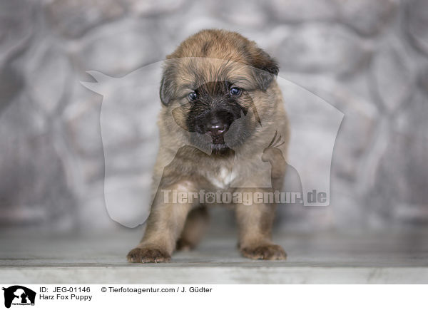 Harz Fox Puppy / JEG-01146