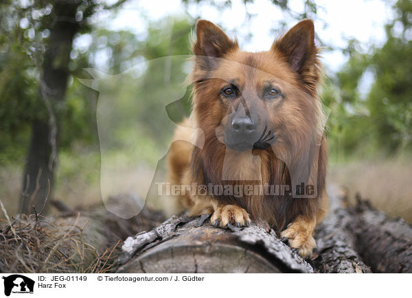 Harz Fox / JEG-01149