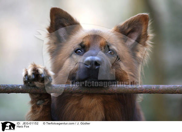 Harz Fox / JEG-01152