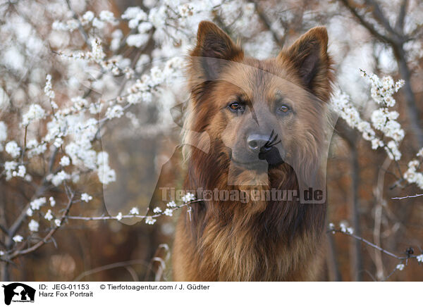 Harz Fox Portrait / JEG-01153