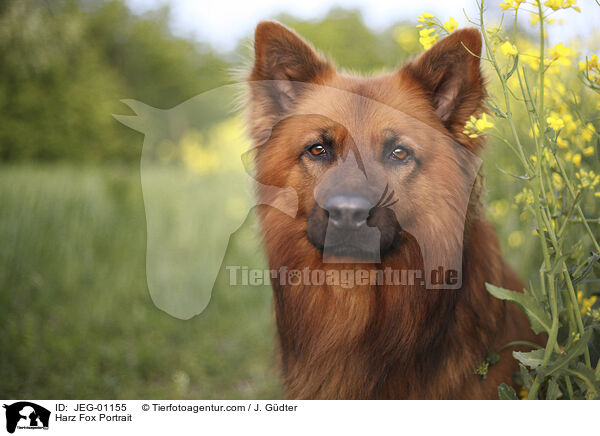 Harzer Fuchs Portrait / Harz Fox Portrait / JEG-01155