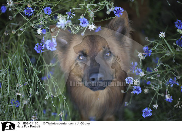 Harz Fox Portrait / JEG-01160