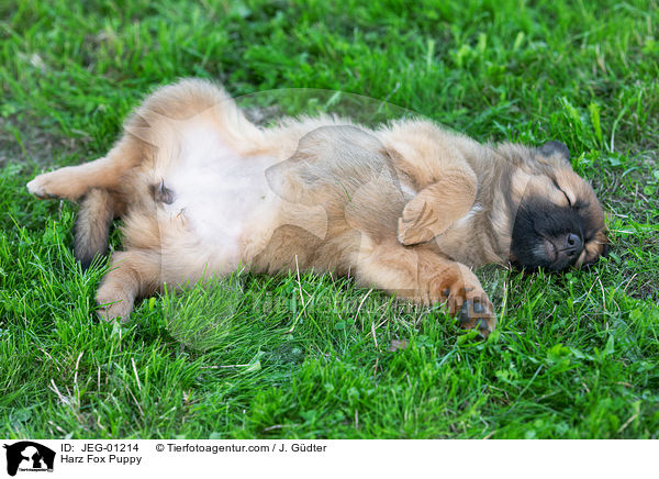 Harzer Fuchs Welpe / Harz Fox Puppy / JEG-01214