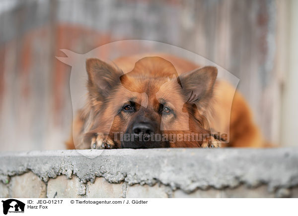 Harz Fox / JEG-01217