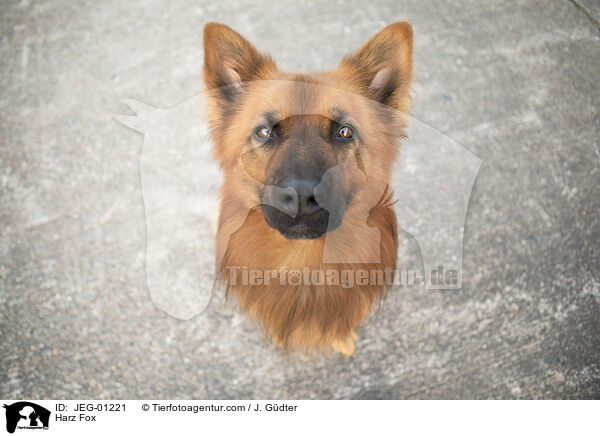 Harz Fox / JEG-01221