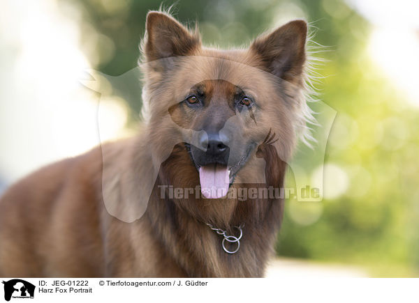 Harz Fox Portrait / JEG-01222