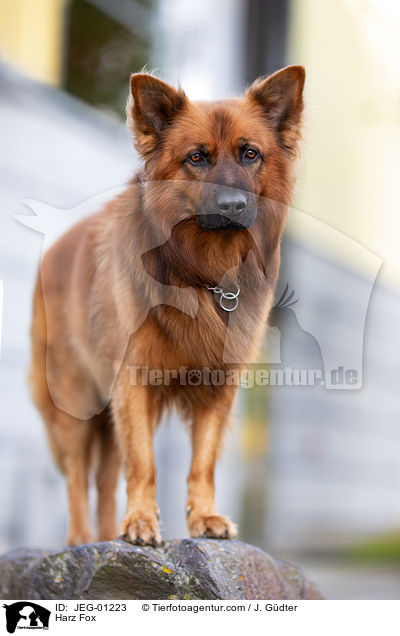 Harz Fox / JEG-01223