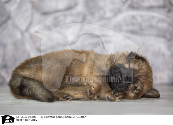 Harz Fox Puppy / JEG-01307