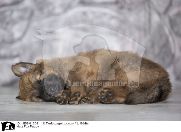 Harz Fox Puppy / JEG-01308