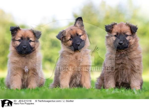 Harz Fox Puppies / JEG-01318