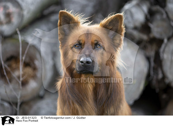 Harzer Fuchs Portrait / Harz Fox Portrait / JEG-01323
