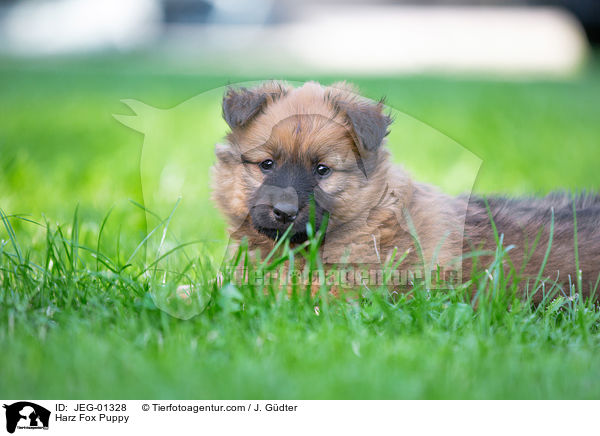 Harz Fox Puppy / JEG-01328