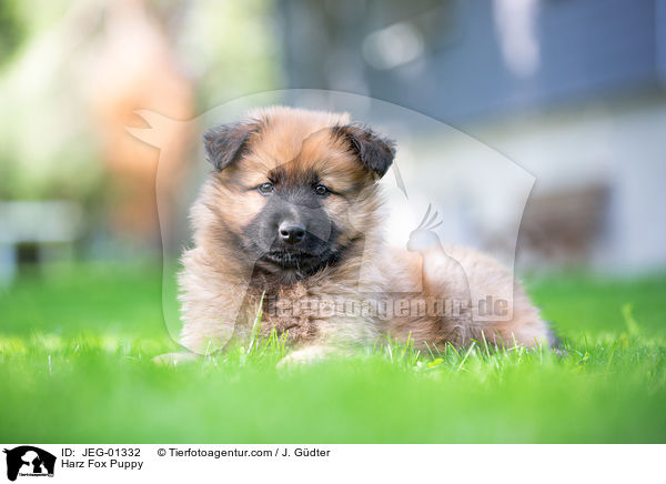 Harz Fox Puppy / JEG-01332